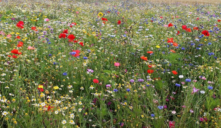 Pluk en buket skønne markblomster – Værum.net
